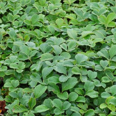 Fragaria nubicola 'Mount Omei' - Fragaria nubicola 'Mount Omei'