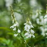 Galega x hartlandii 'Alba' - 