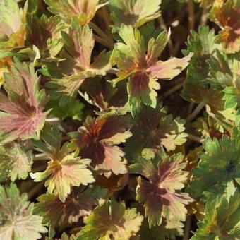 Geranium 'Fay Anna'