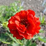 Geum chiloense 'Blazing Sunset' - Geum chiloense 'Blazing Sunset'