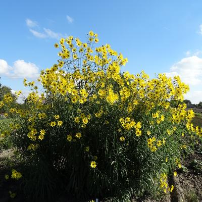 Helianthus salicifolius var. orgyalis - Helianthus salicifolius var. orgyalis