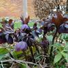 Helleborus orientalis 'Black'