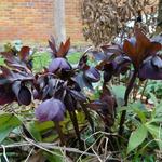 Helleborus orientalis 'Black'