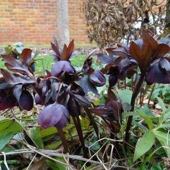 Helleborus orientalis 'Black'