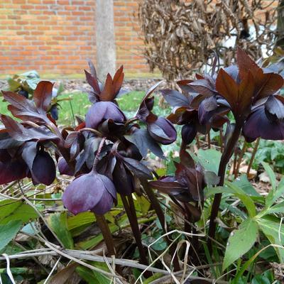 Helleborus orientalis 'Black' - Helleborus orientalis 'Black'