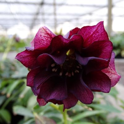 Helleborus orientalis 'DOUBLE ELLEN Purple' - Helleborus orientalis 'DOUBLE ELLEN Purple'