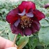 Helleborus orientalis 'DOUBLE ELLEN Red'