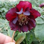 Helleborus orientalis 'DOUBLE ELLEN Red' - 