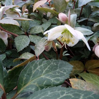 Helleborus x nigercors 'Magic Leaves'