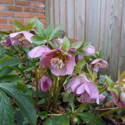 Helleborus orientalis 'Pink' - Helleborus orientalis 'Pink'