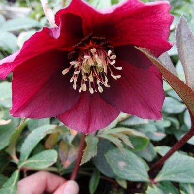 Helleborus orientalis 'PRETTY ELLEN Red'