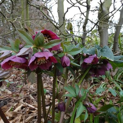 Helleborus orientalis 'Red LADY' - Helleborus orientalis 'Red LADY'