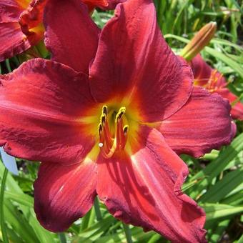 Hemerocallis 'Gipsy Turtle'