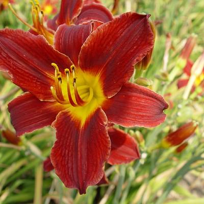 Hemerocallis 'Tang' - 