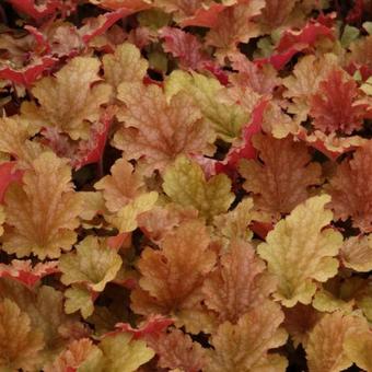 Heuchera 'Ginger Peach'