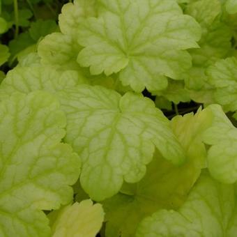 Heuchera CITY 'Havana'