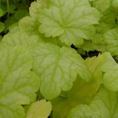 Heuchera CITY 'Havana' - 