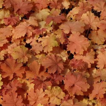 Heuchera 'Kassandra'