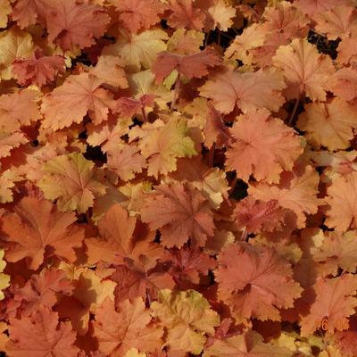 Heuchera 'Kassandra' - 