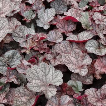 Heuchera 'Magnum'