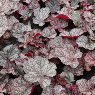 Heuchera 'Magnum' - 