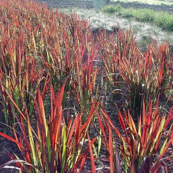 Imperata cylindrica 'Red Baron'