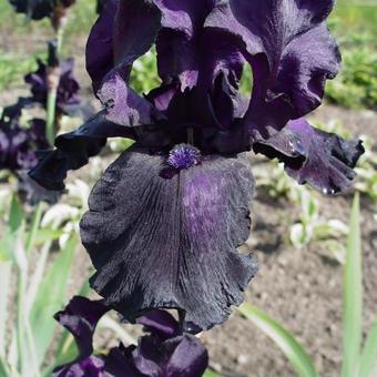 Iris germanica 'Dusky Dancer'