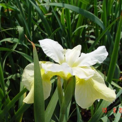 Iris sibirica 'White Swirl' - 