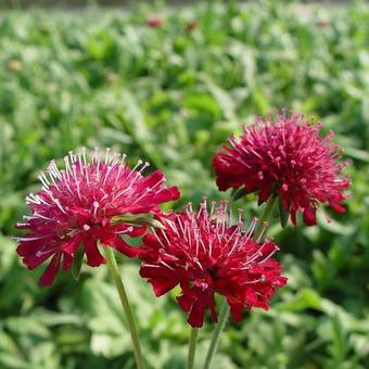 Knautia macedonica 'Mars Midget'