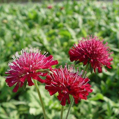 Knautia macedonica 'Mars Midget' - 