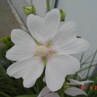 Lavatera 'White Angel'