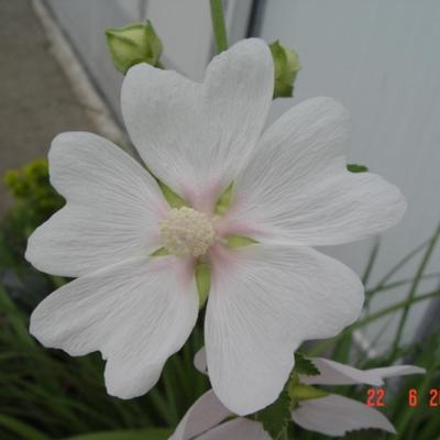 Lavatera 'White Angel' - Lavatera 'White Angel'