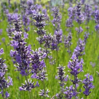 Lavandula angustifolia 'Dwarf Blue'