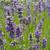 Lavandula angustifolia 'Dwarf Blue'