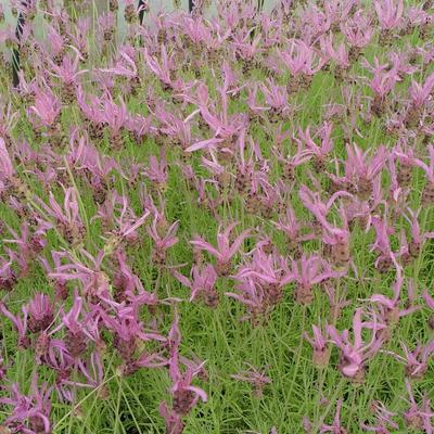 Lavandula pedunculata subsp. pedunculata - Lavandula pedunculata subsp. pedunculata