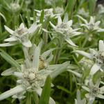 Leontopodium alpinum 'Mignon' - 