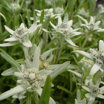 Leontopodium alpinum 'Mignon'