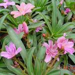 Lewisia 'LITTLE Plum' - Lewisia 'LITTLE Plum'