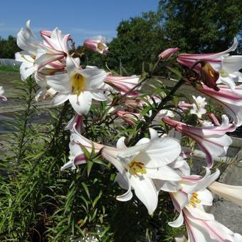 Lilium regale