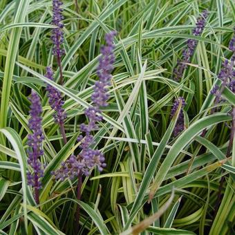 Liriope graminifolia 'Ariaka-janshige'