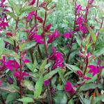 Lobelia x speciosa 'Tania' - 