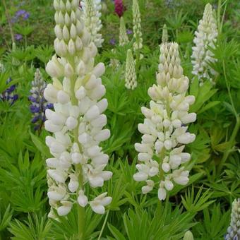 Lupinus russell 'Noble Maiden'