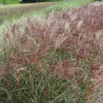 Miscanthus sinensis 'Ferner Osten'