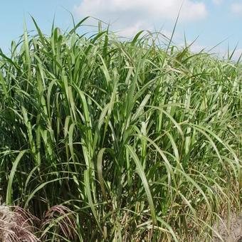 Miscanthus x giganteus