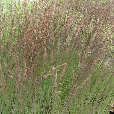 Molinia caerulea subsp. caerulea 'Edith Dudszus'