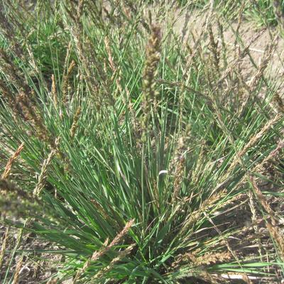 Molinia caerulea subsp. caerulea 'Igel' - 