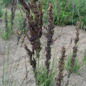 Molinia caerulea subsp. caerulea 'Moorhexe'