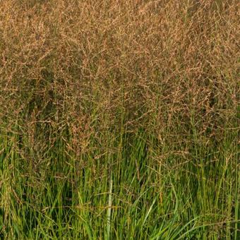 Molinia caerulea subsp. arundinacea 'JS Witches Broom'