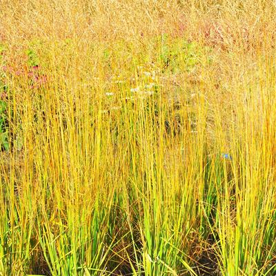 Molinia caerulea subsp. arundinacea 'JS Yellow Pipe' - Molinia caerulea subsp. arundinacea 'JS Yellow Pipe'