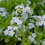 Myosotis palustris 'Perle Von Ronnenberg' - 